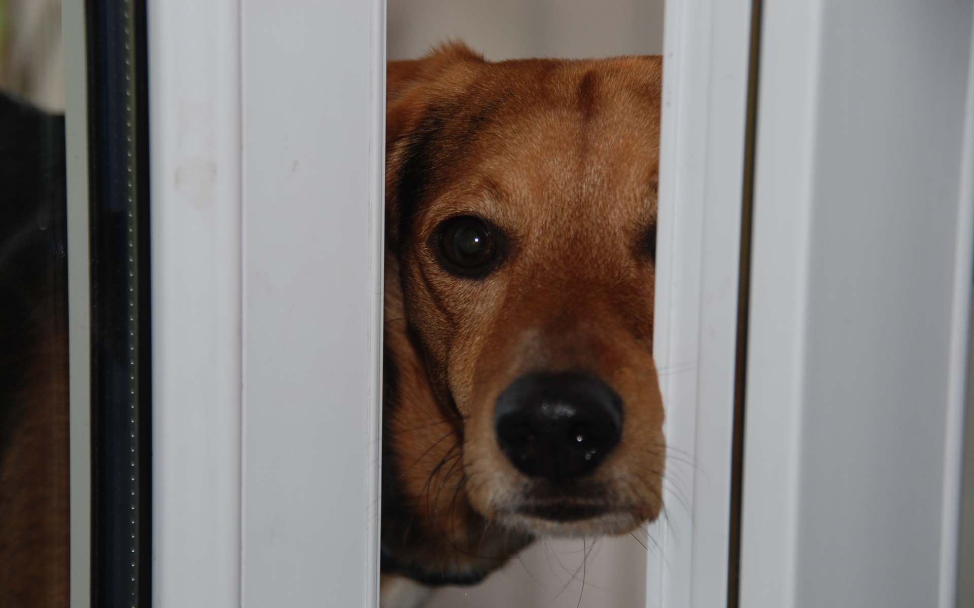 Pauli darf mit ins Büro Aktionstag "Kollege Hund"