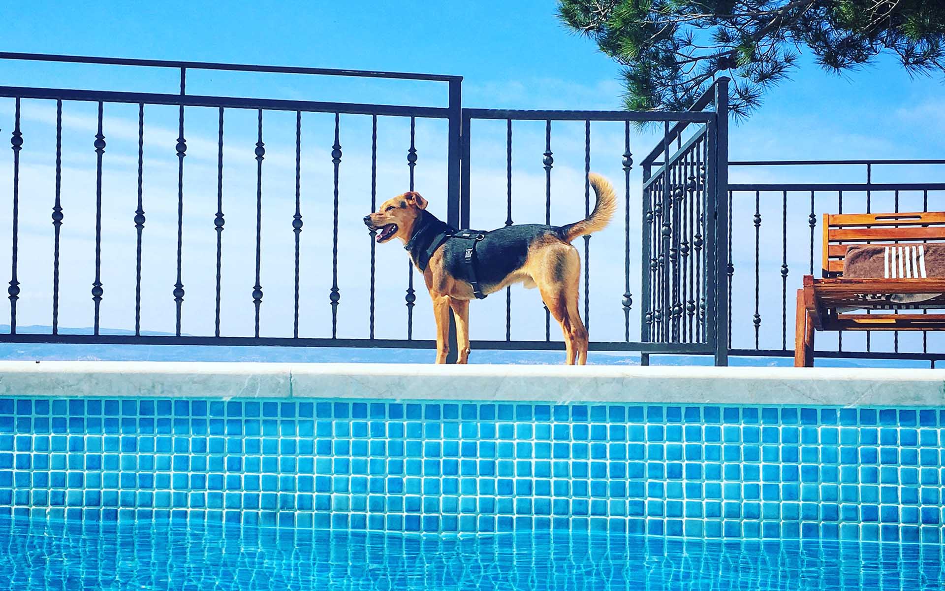 Pauli versucht sein Glück als Poolboy