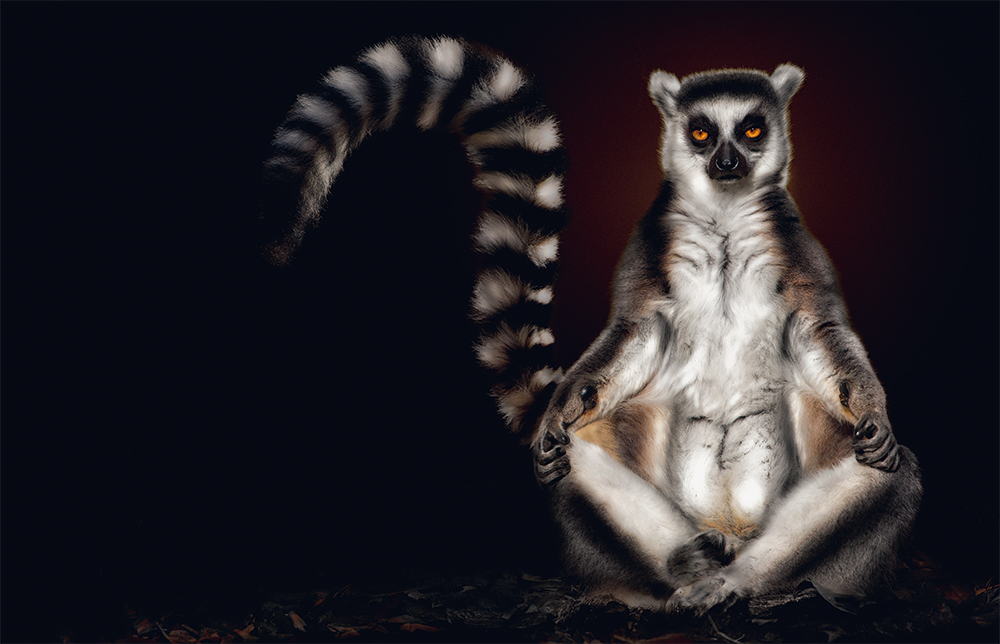 Lemur. Photo © Pedro Jarque Krebs. All rights reserved.