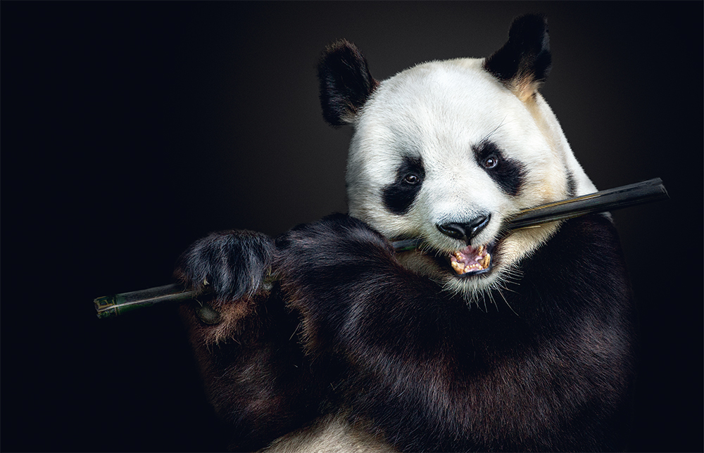 Giant panda. Photo © Pedro Jarque Krebs. All rights reserved.