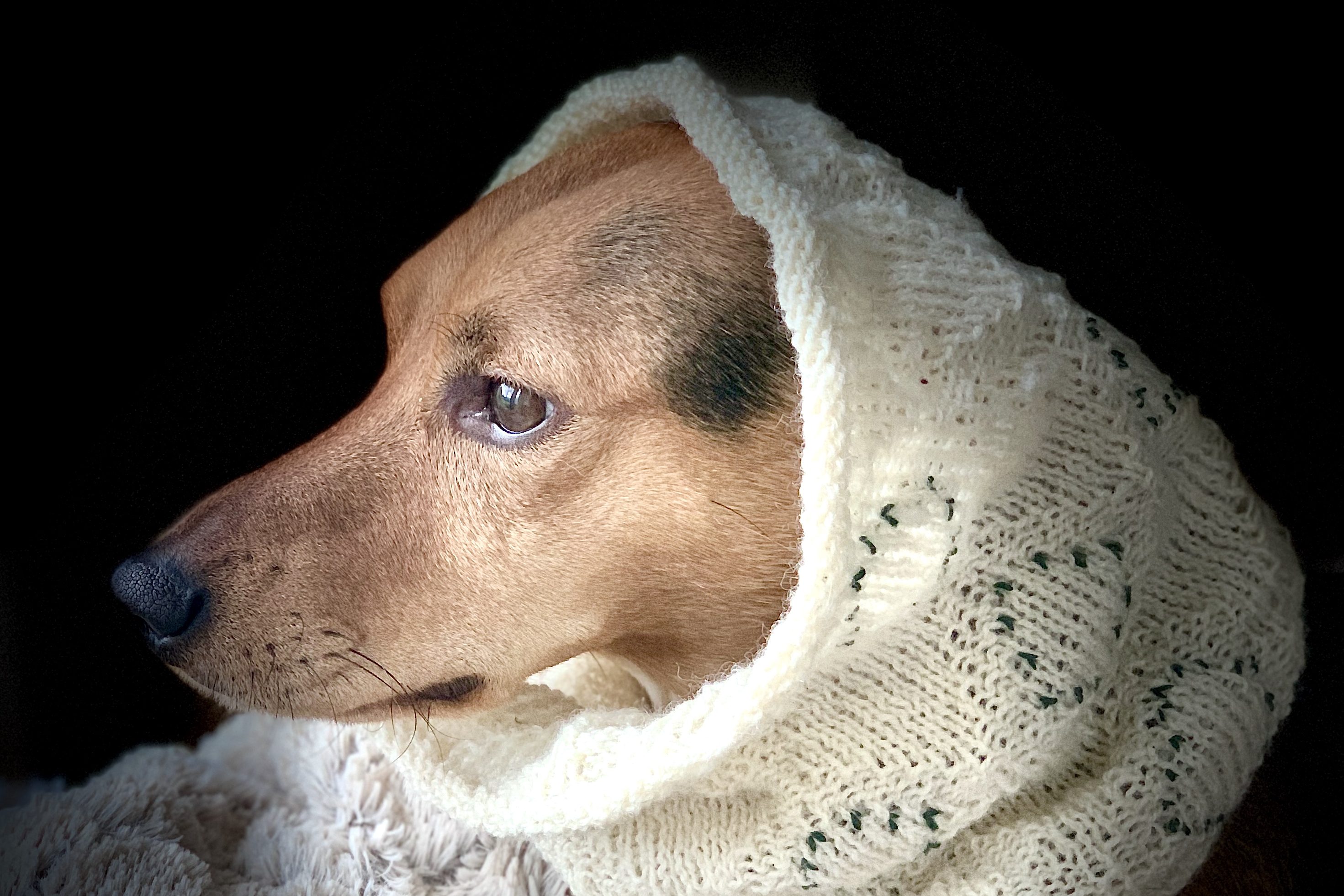 Glückshund Pauli: Diva mit Schal Glückshund Pauli: Diva mit Schal