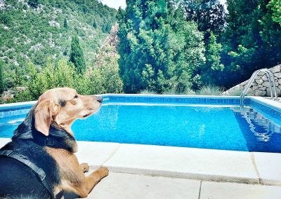 Glückshund Pauli in Kroatien © C. Weingartner