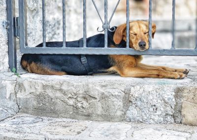 Glückshund Pauli: Urlaub macht müde © C. Weingartner