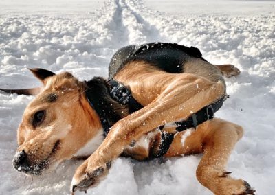Glückshund Pauli und der Wintersport © C. Weingartner