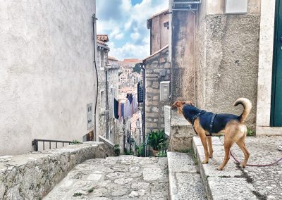 Glückshund Pauli in Dubrovnik © C. Weingartner
