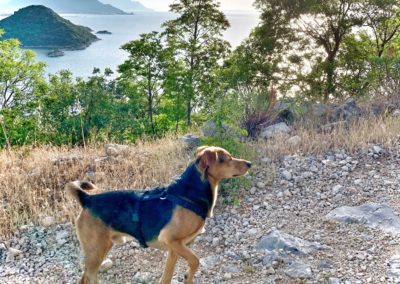Glückshund Pauli macht Urlaub © C. Weingartner