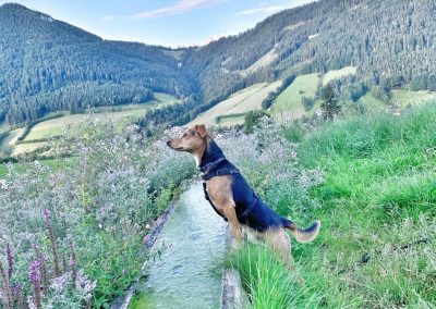 Glückshund Pauli in den Bergen © C. Weingartner