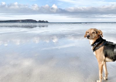 Glückshund Pauli: Zuhause ist, wo man mich lieb hat © C. Weingartner