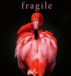 Pauli liest: Fragile